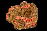 Bright Orange Crocoite Crystal Cluster - Tasmania #106807-1